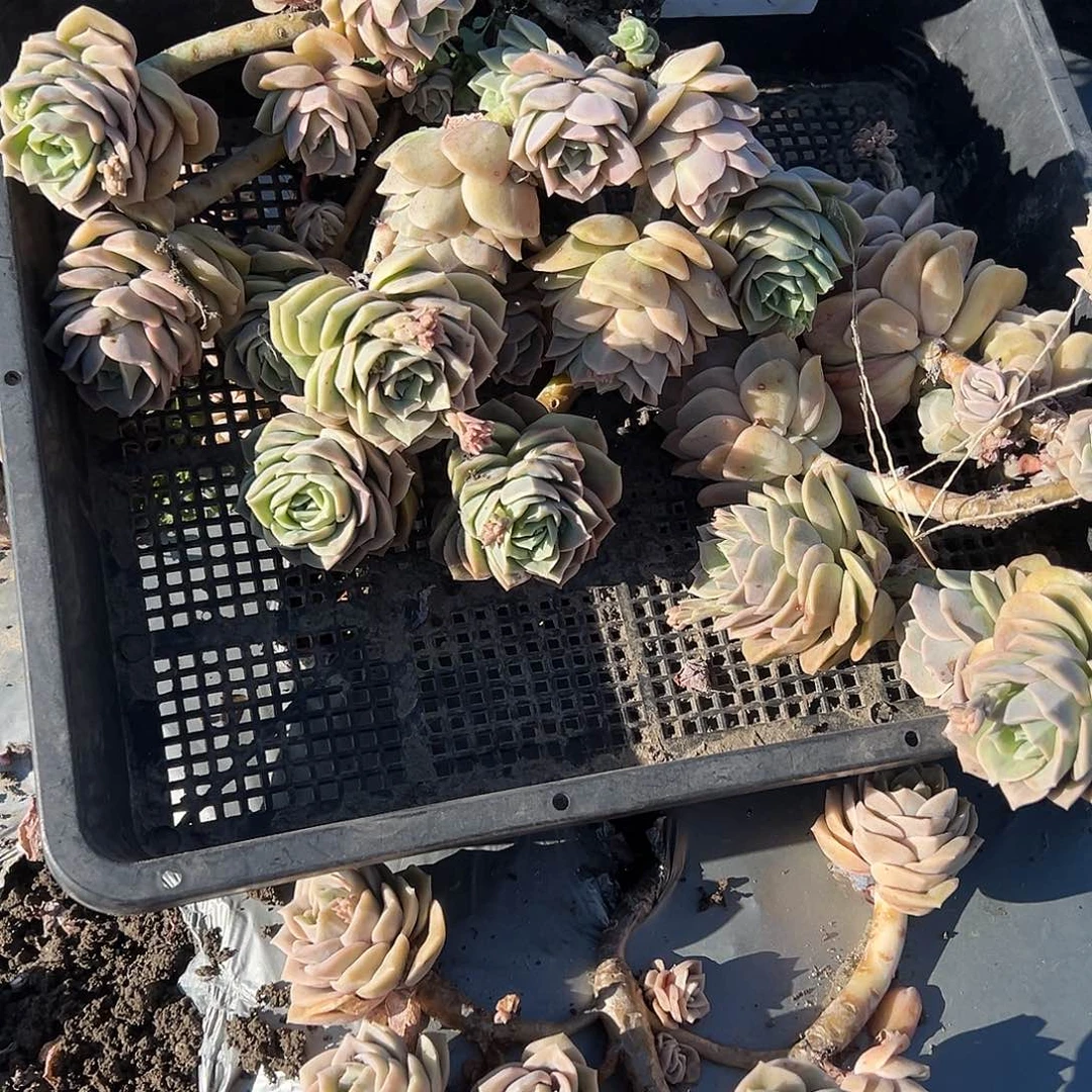 人**态41不售后2颗可爱玫瑰