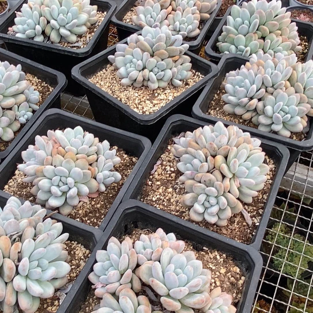 金汇园艺，团香水老桩5头起