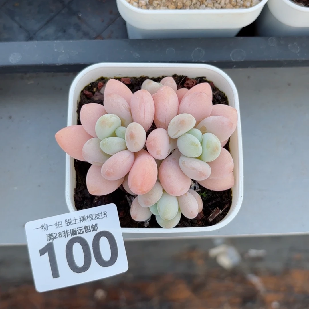 珍妮手指老桩无盆土发货