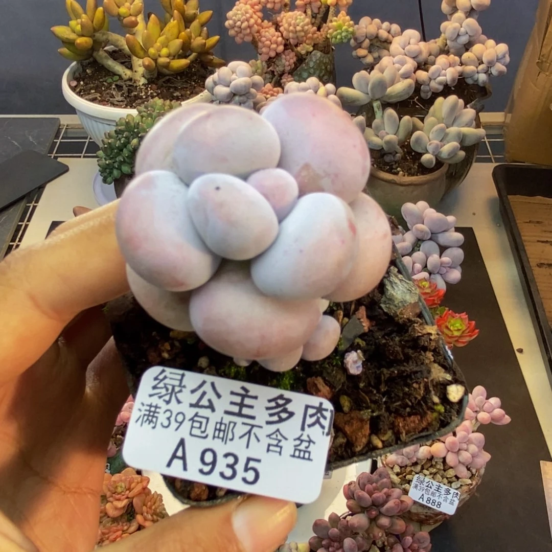 935芭比奶多肉4c m