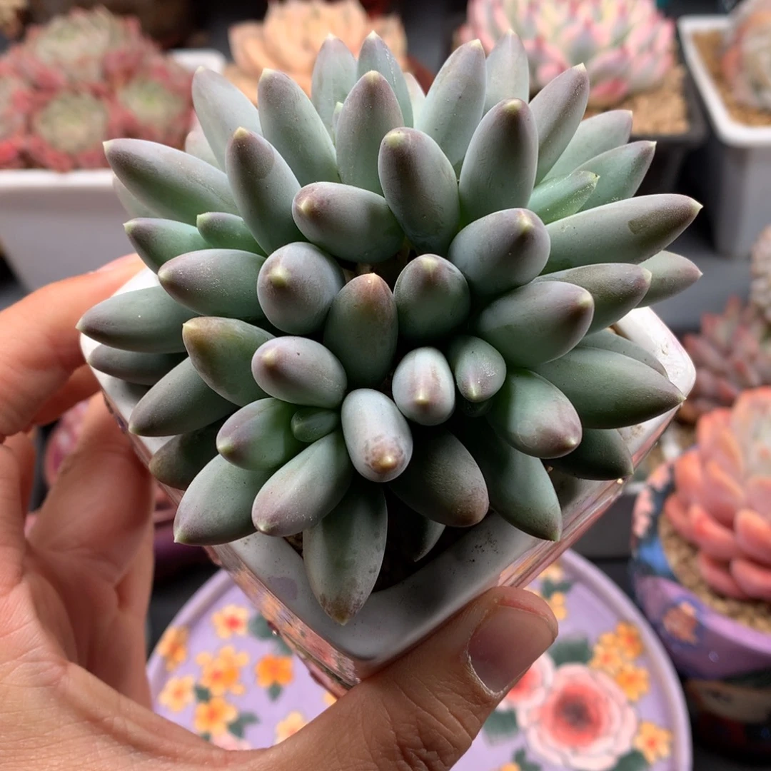 我们家的小仙女们