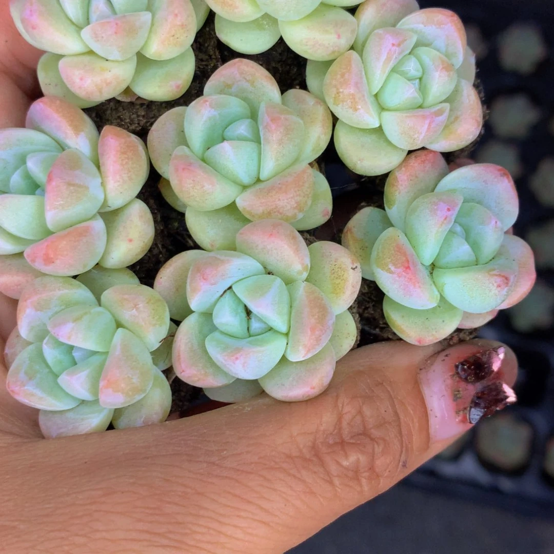 冰玉好看拍10发11颗 （满9.99包邮不满9.99发叶子）