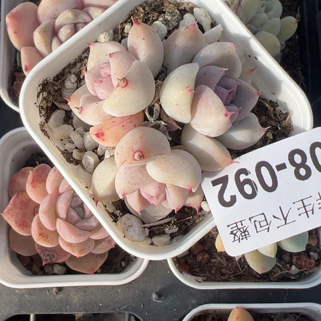 小卡拉米糖心一物一拍8-92