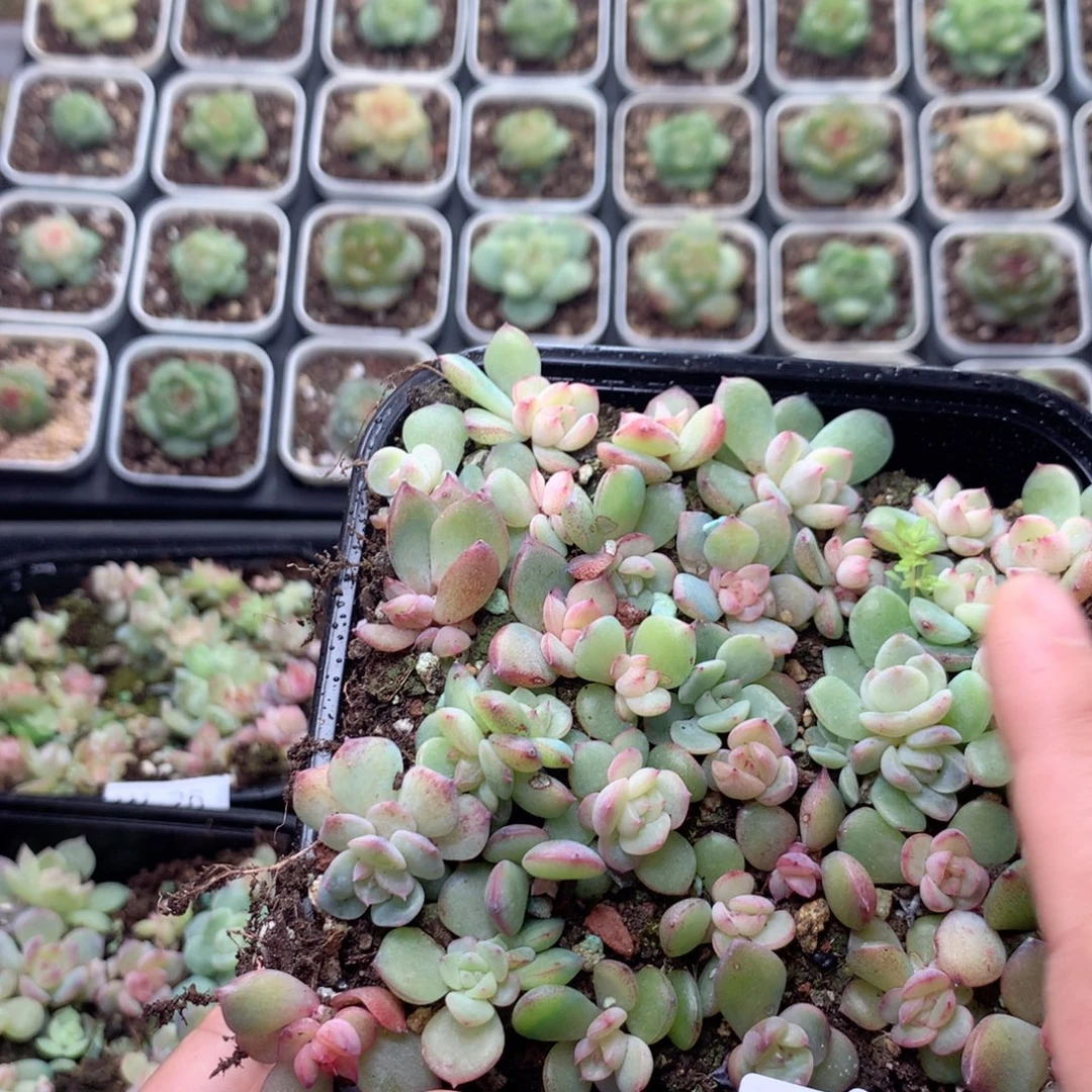 无花朵W31英语英语