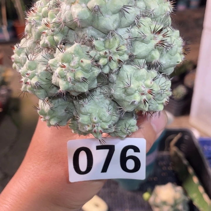 076帝王丸仙人球苗接