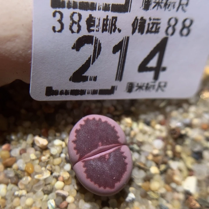 Zzz精品石石花214