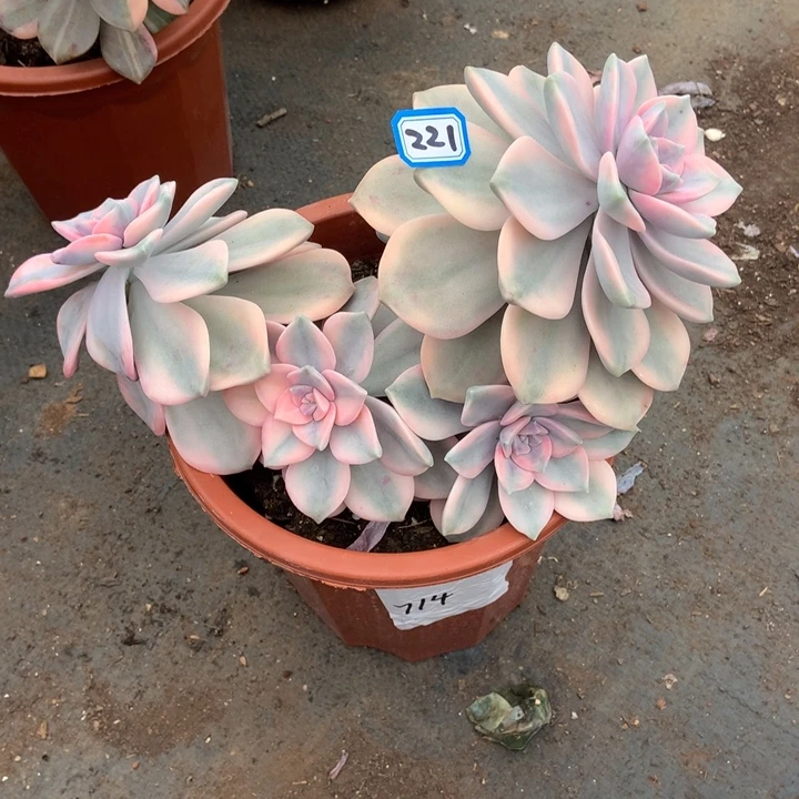 L***以紫乐锦221 晓晓一物一拍