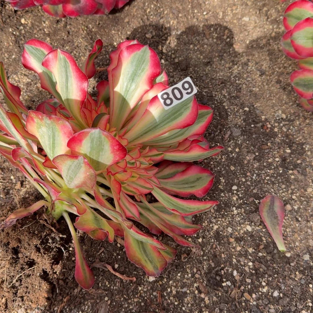 809多肉植物爱丽丝