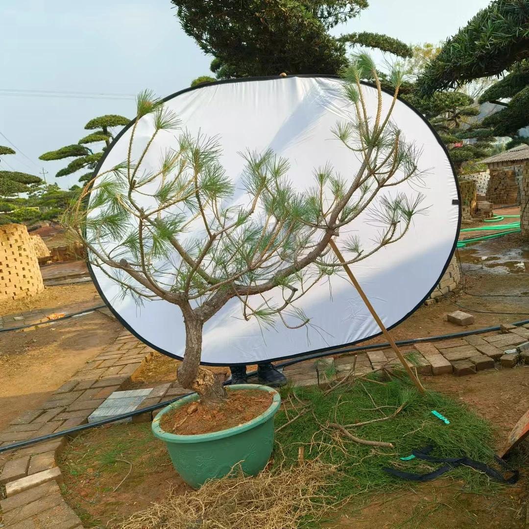 直播间一物一拍 商品不是主图商品黑松四季常青耐寒耐旱