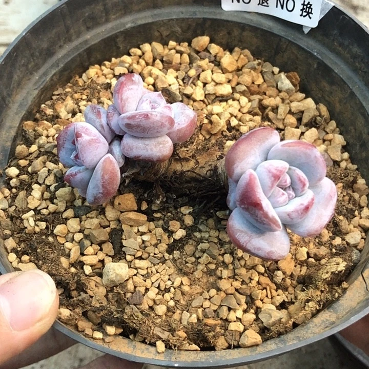 星影石榴籽福利出咯 027