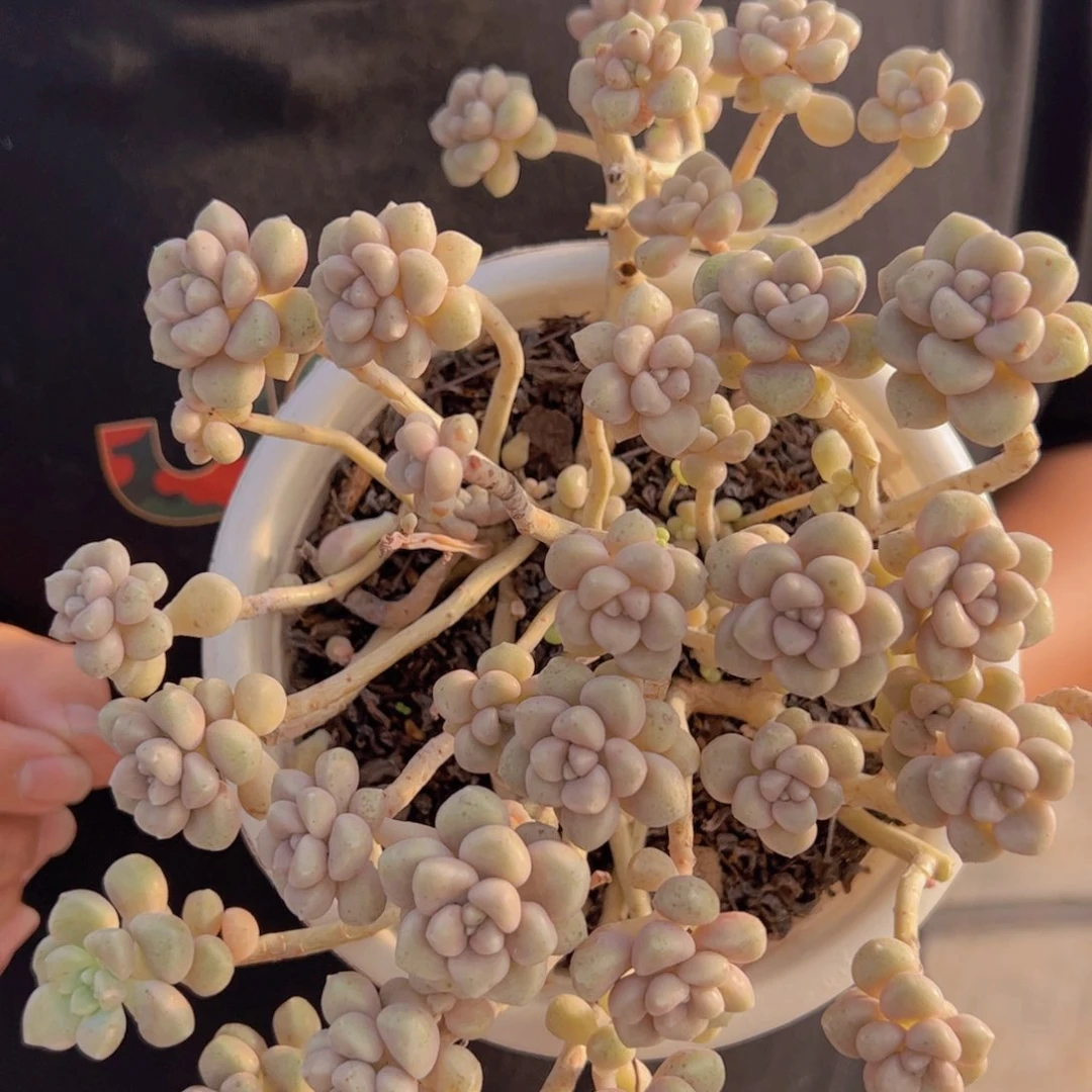 丸叶姬秋丽整装，160杯