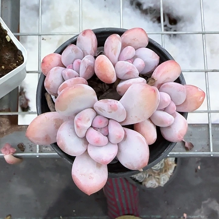 心****师青蛙王子儿童牙膏111