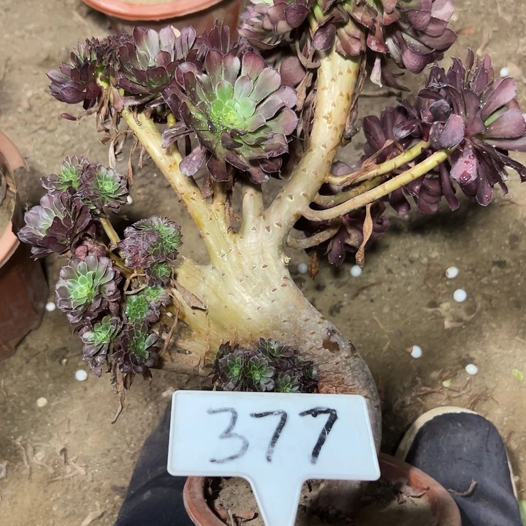 多肉植物铜壶一体化377断支