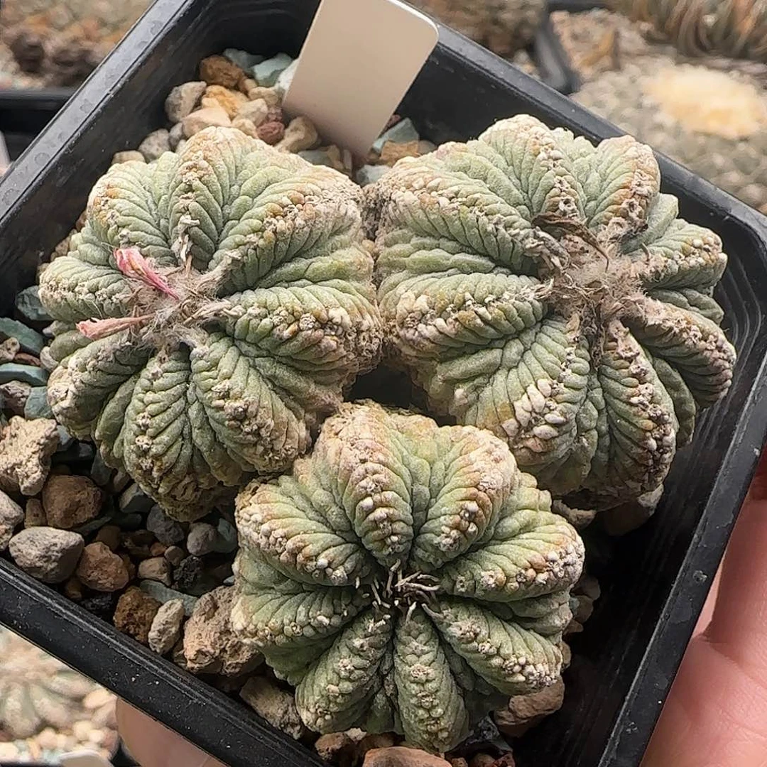 老花龙仙人球 1111111111111111111