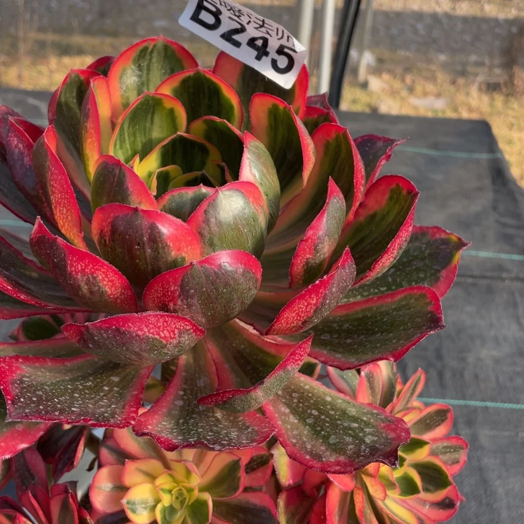 紫砂茶杯母****姐245魅影魅影