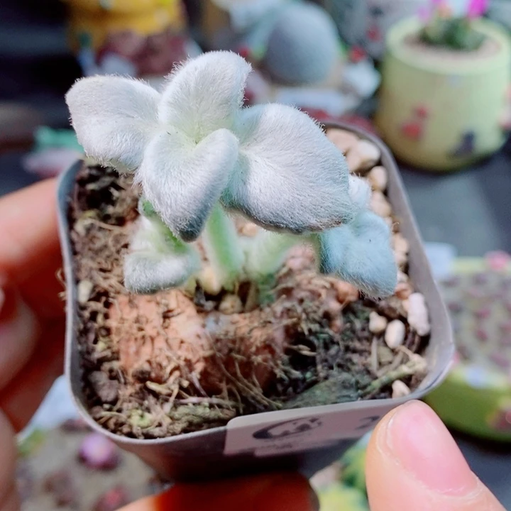 生石花花花花花花266