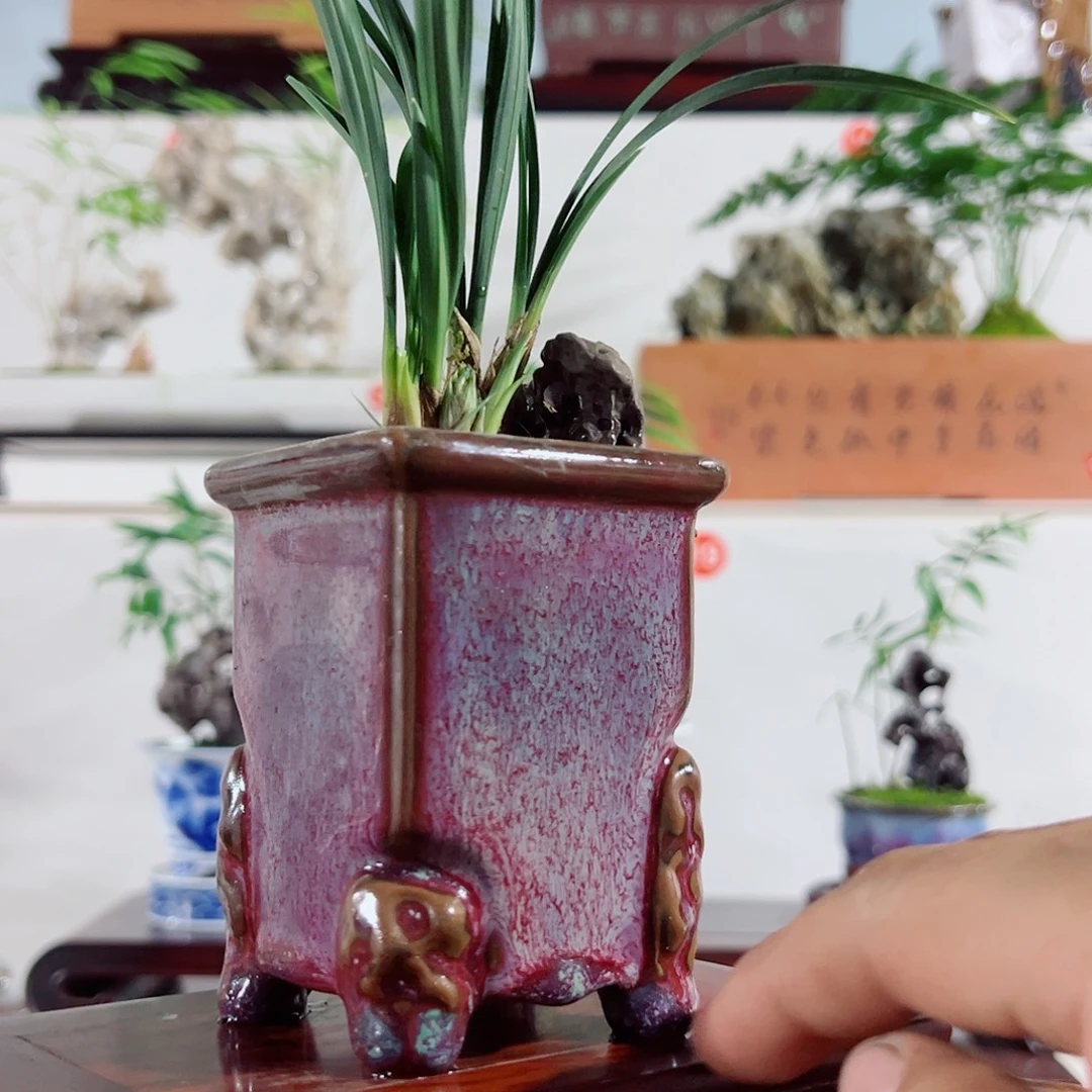 无花朵盆景，兰花，太湖石，