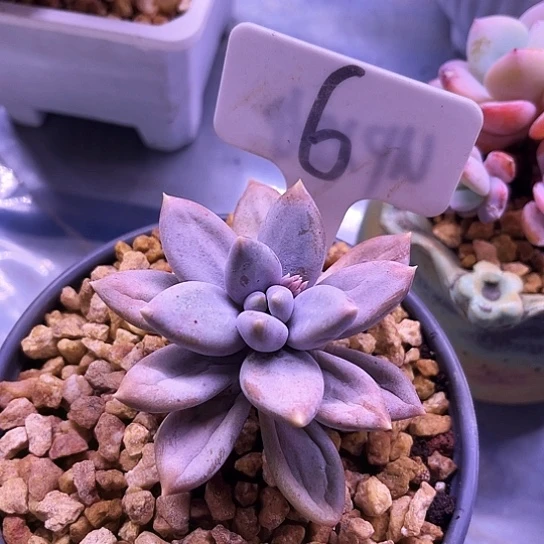 我是第一百个为妖刀应援的阴阳师