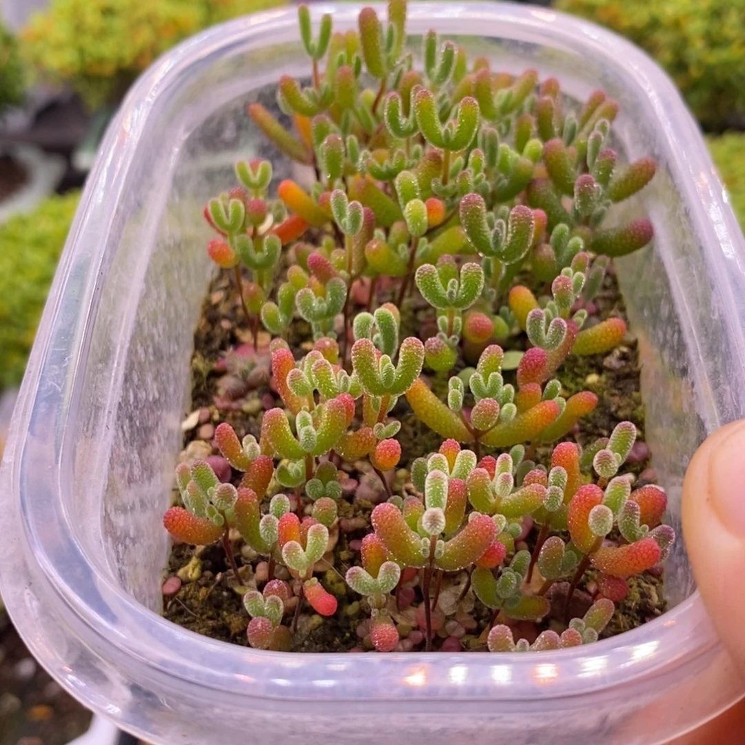 197混合切糕。  10个品种。