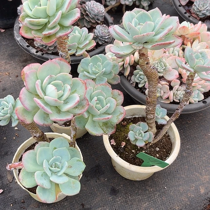 两单包邮，一物一拍99，3颗