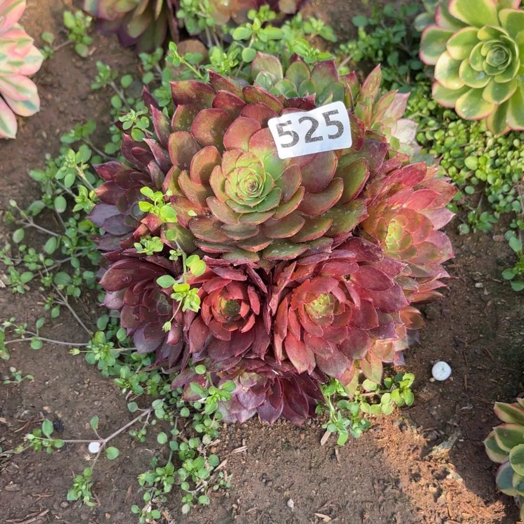 525红魔多肉不包损