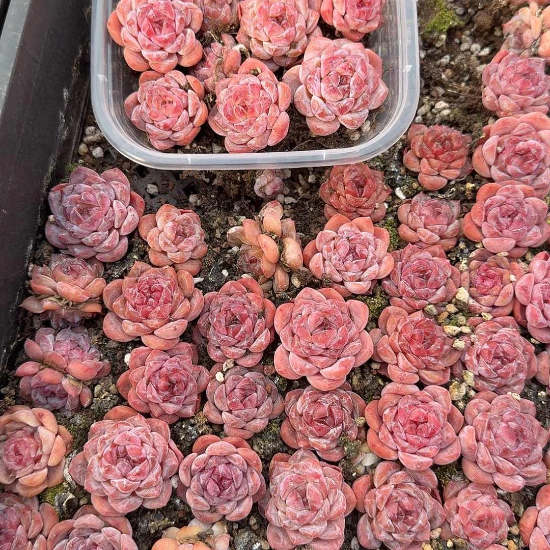 12混合红糖心（量拍）正方形多肉切糕