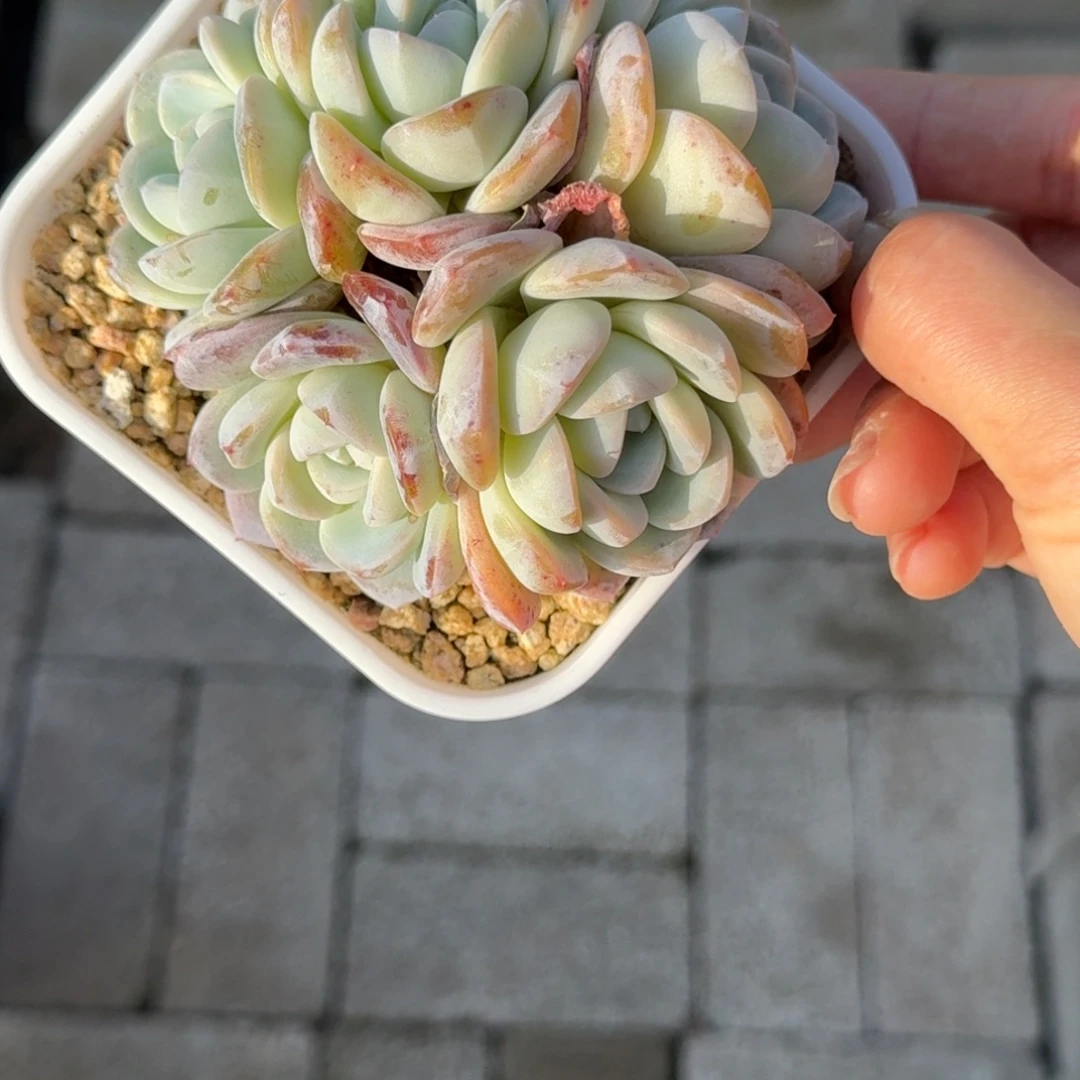 墨***七冰娃娃多肉植物一物一拍