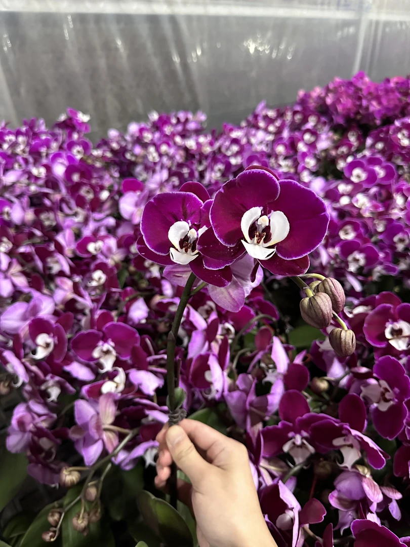蝴蝶兰【米歇尔】】名贵品种稀有品种大花带花发货 广州源头基地