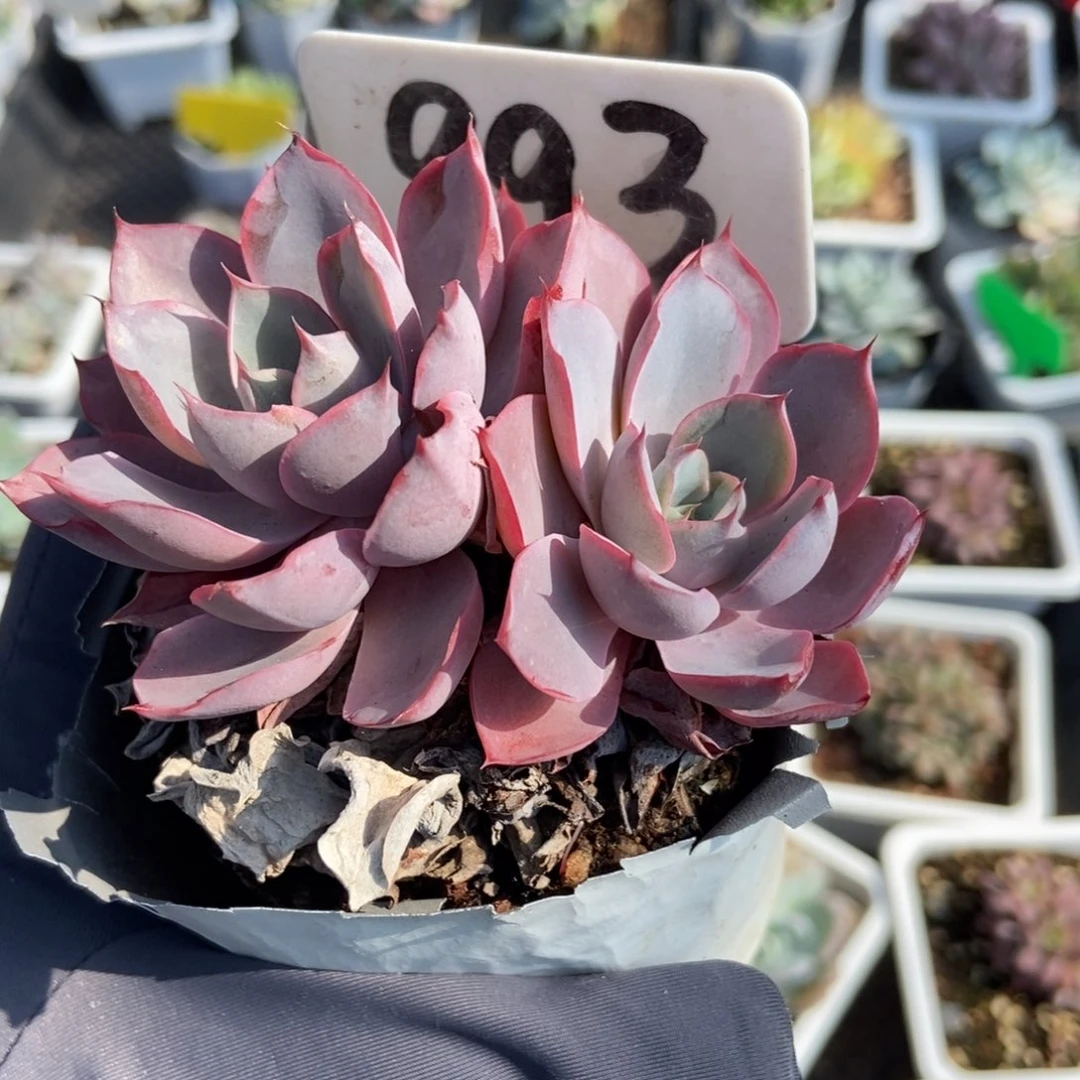 993赫拉多肉植物保护