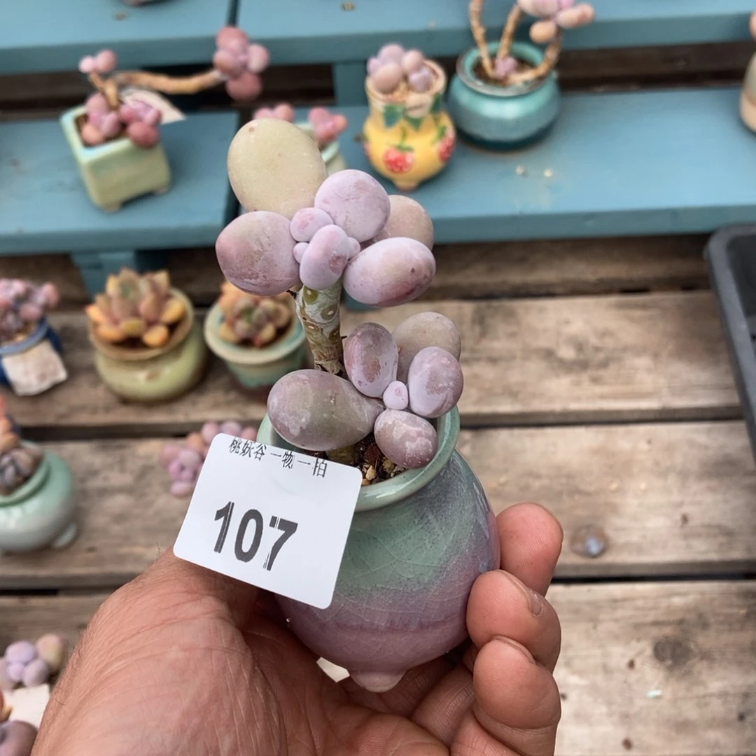 107奶酪28带盆发