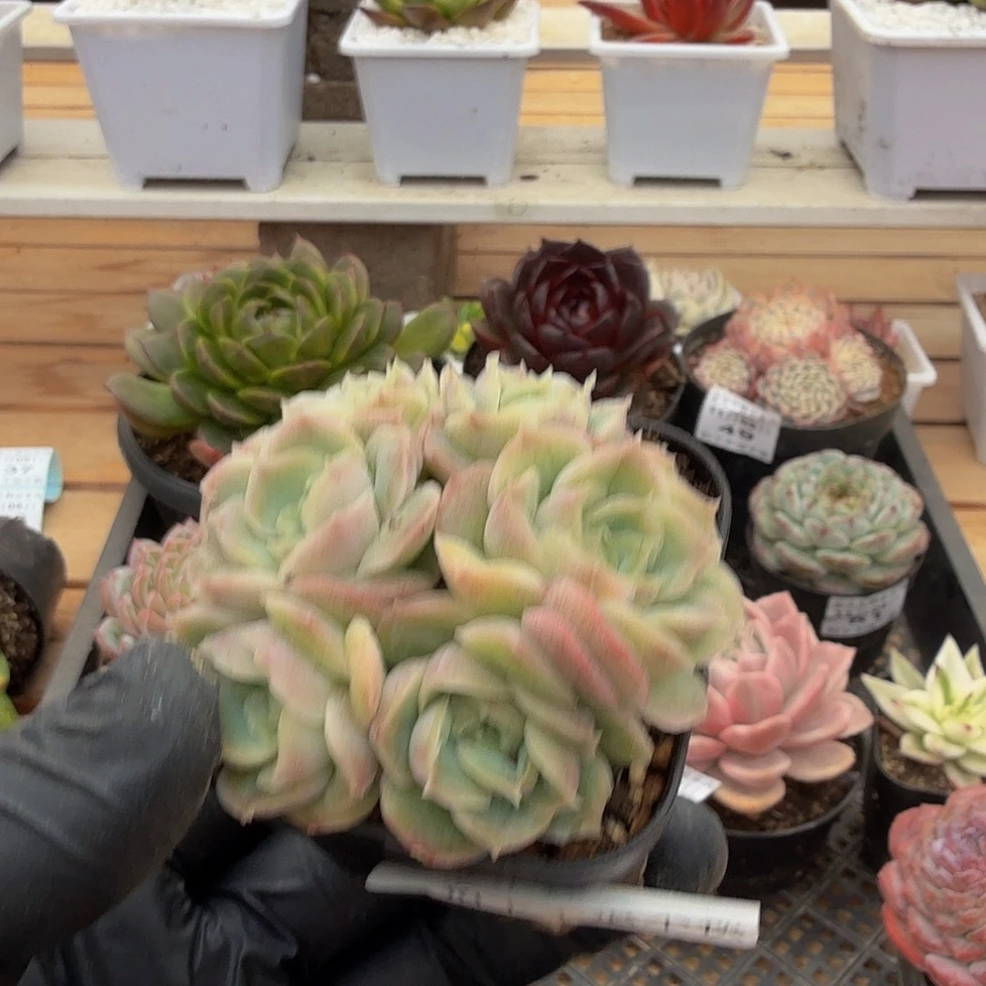 1109-58虾饺群生a