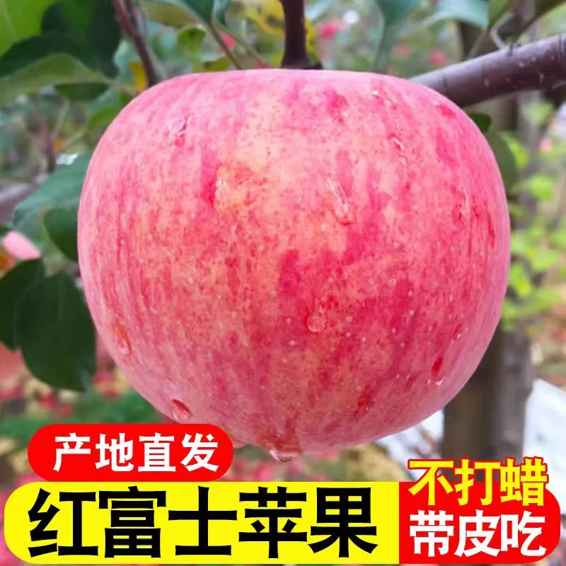 【买5斤送5斤】正宗陕西红富士苹果脆甜多汁现摘现发