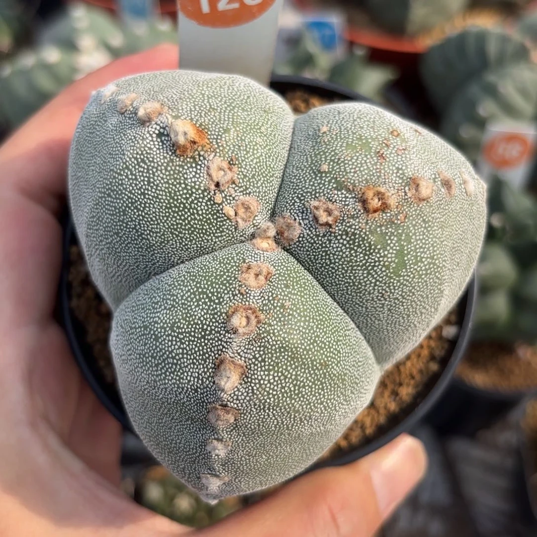 128实生三角鸾凤玉带盆带土