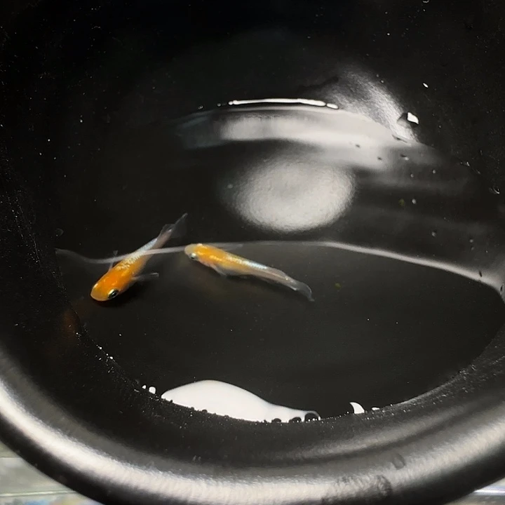青鳉鱼011赤壁红白一对