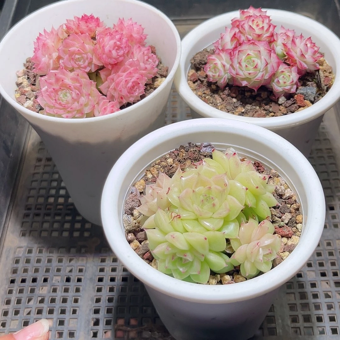 木乐16-43框拍3颗