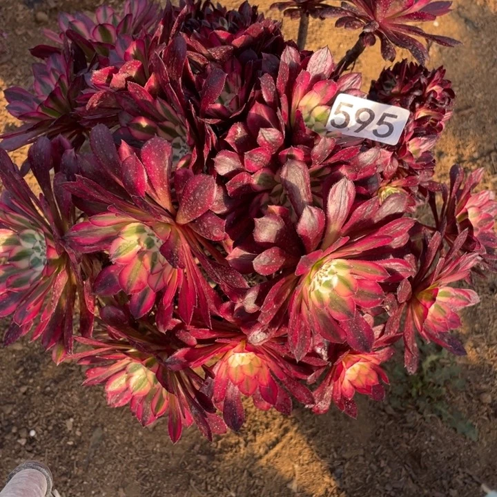 595多肉植物红铜白