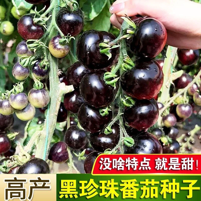西藏新疆包邮黑珍珠樱桃黑番茄种子四季小黑西红柿种籽西黑柿四季