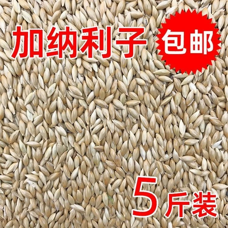 金丝雀籽白尖又名加纳利子一包5斤