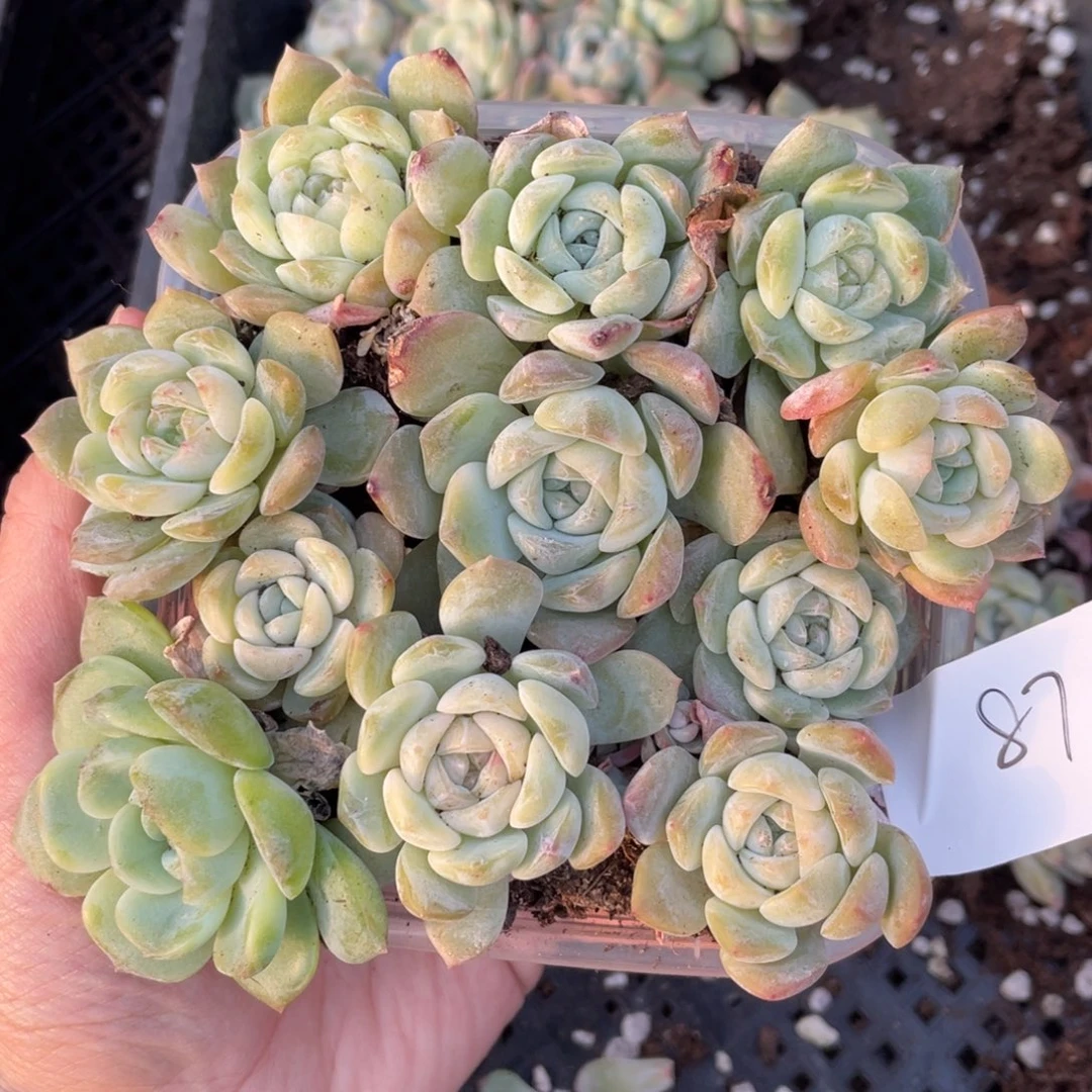 87七妹播种切糕苗苗