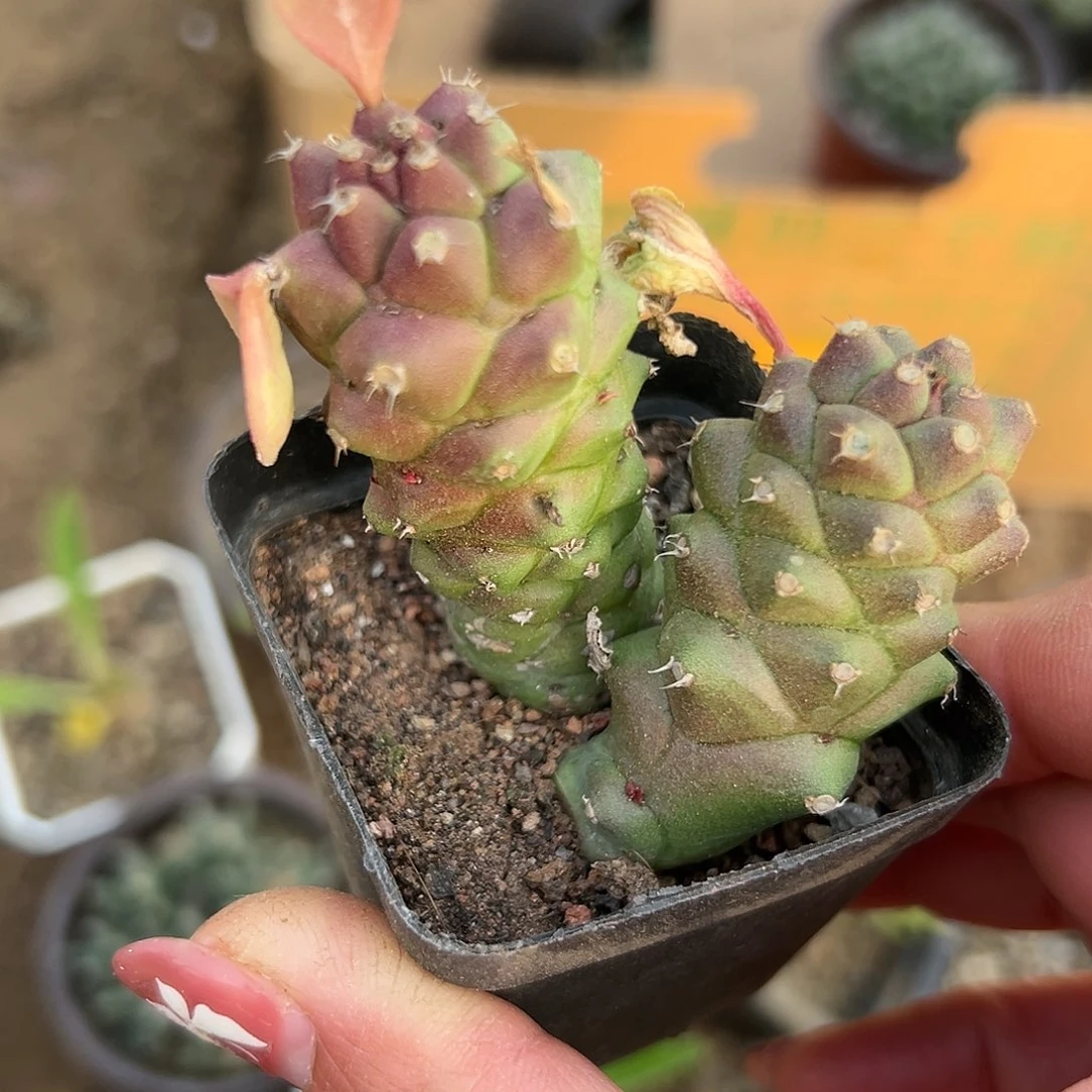 多肉植物将军阁多肉