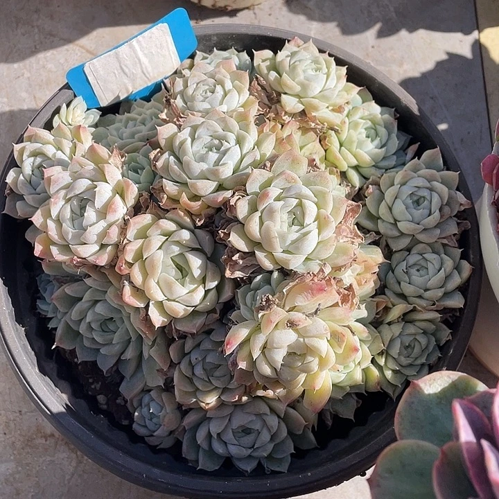 菩***花白月影多肉植物群生