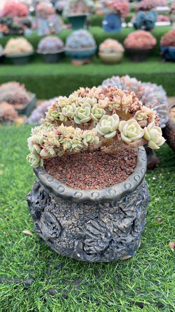 爱华姐安娜玫瑰多肉植物