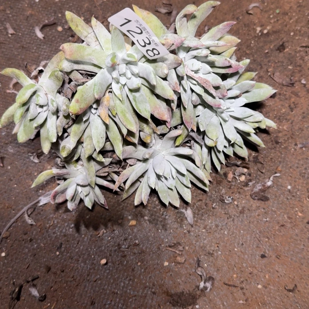 阿金尼仙女杯多肉福利