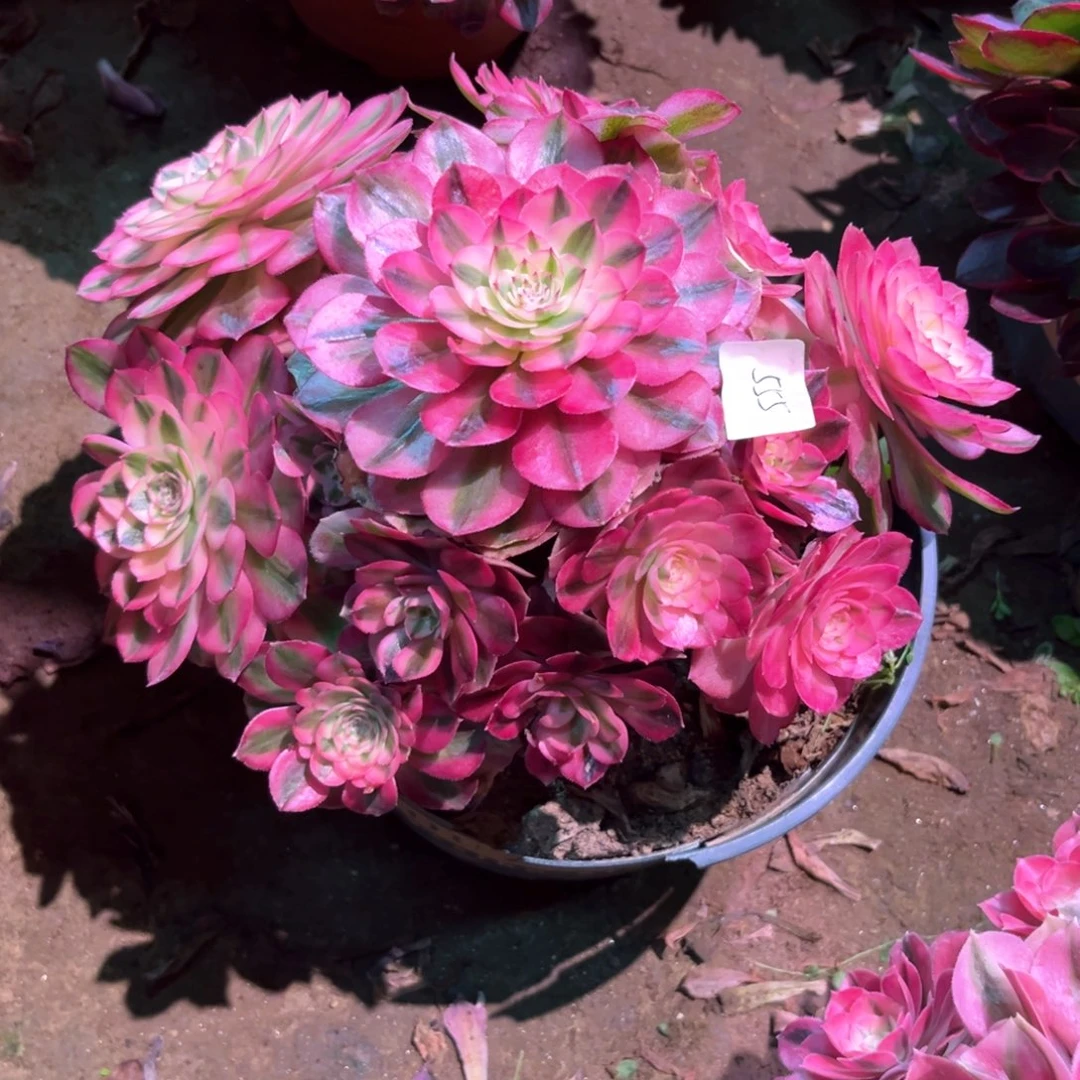 多肉植物倾城555