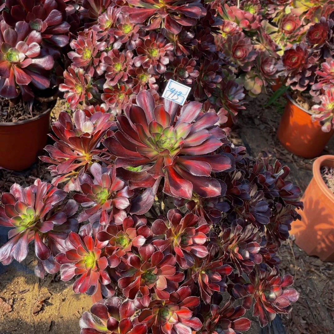 913鲜花老桩晚霞鲜花