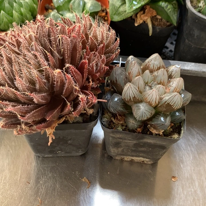 原始种+龙爪玉露一物一拍