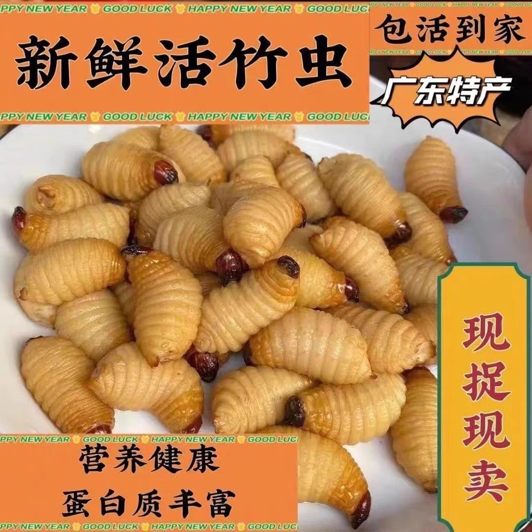 竹虫包活到家竹笋虫椰子虫可食用鲜活高蛋白虫子新鲜竹子昆虫蚕蛹