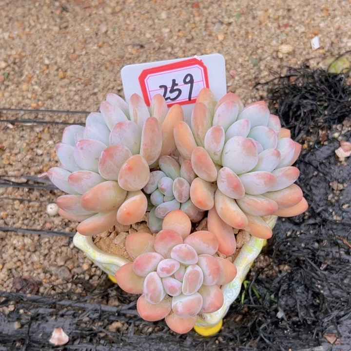 用***权A259香水群一物一拍13.8