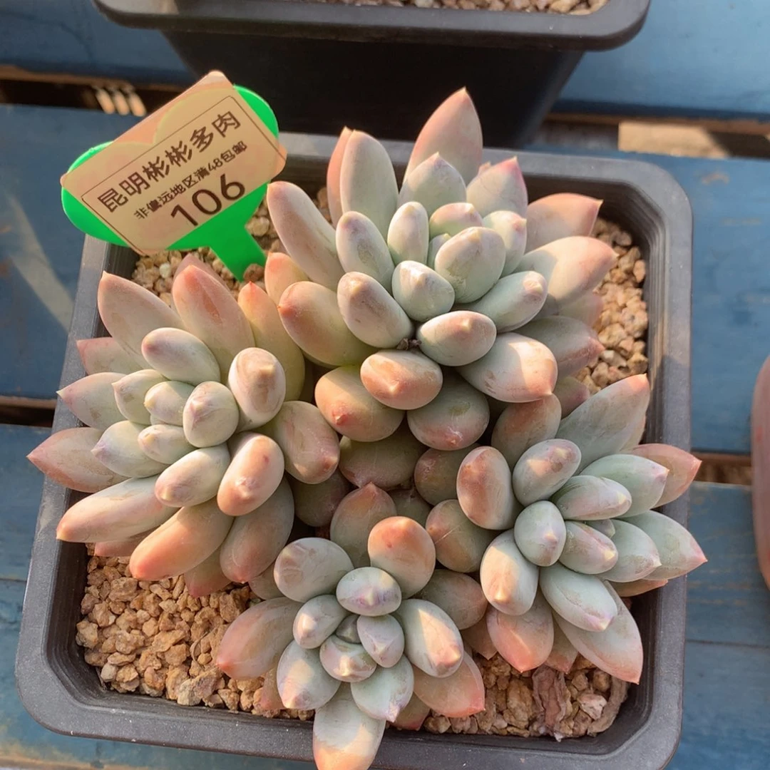 天*辉星空美人老桩无砍106