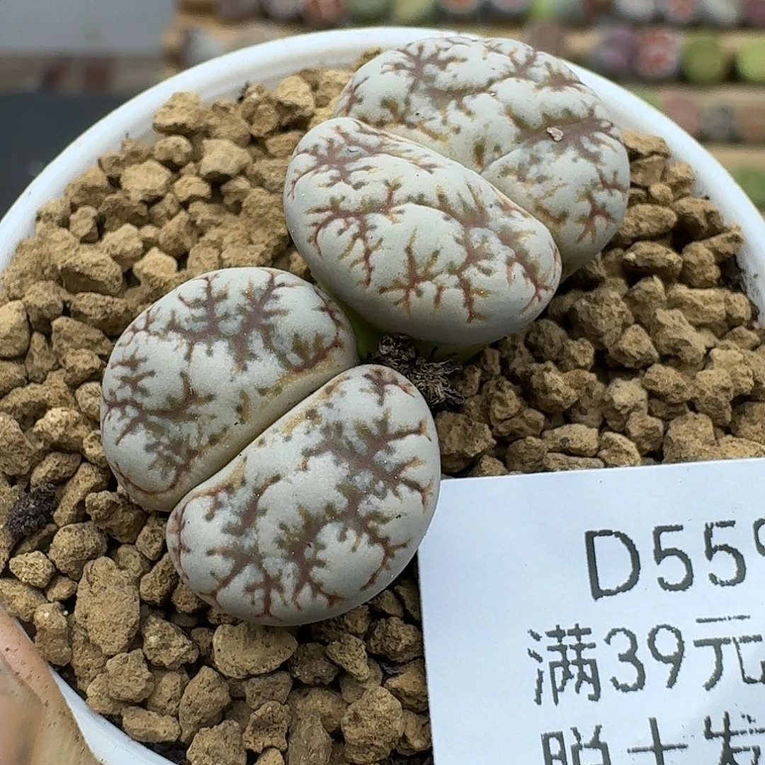 559多肉哈哈哈哈哈哈哈